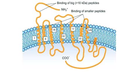 transmembrane helix|seven transmembrane helices.